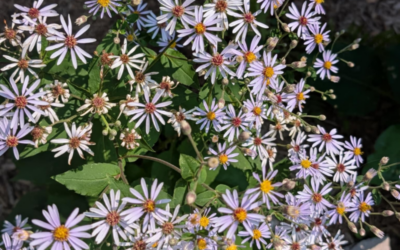 Bird-Friendly Gardening: 6 Tips from Sarah and Dan’s Backyard