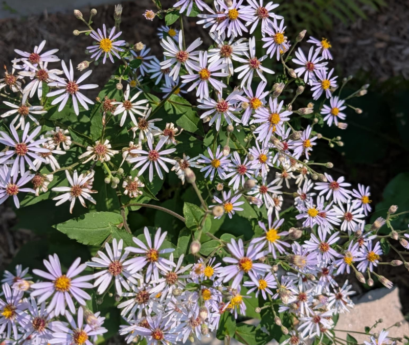 Bird-Friendly Gardening: 6 Tips from Sarah and Dan’s Backyard