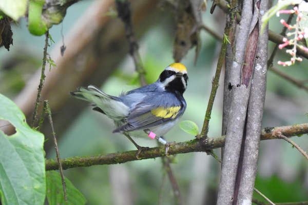 Golden-wingedWarbler Paz Irola
