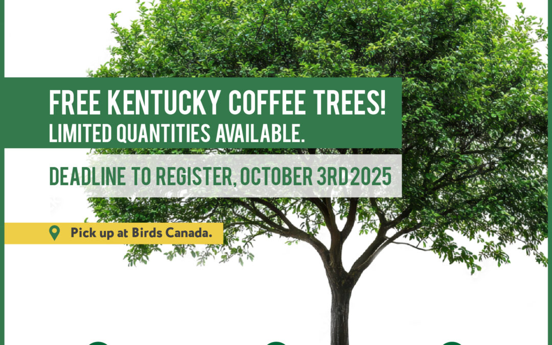 Kentucky Coffee Tree Giveway!
