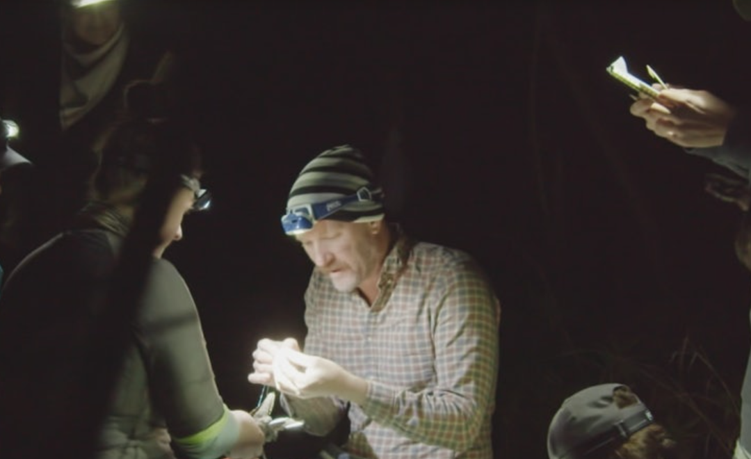 Conservation Film Night: Saving The Night Caller & The Bird House