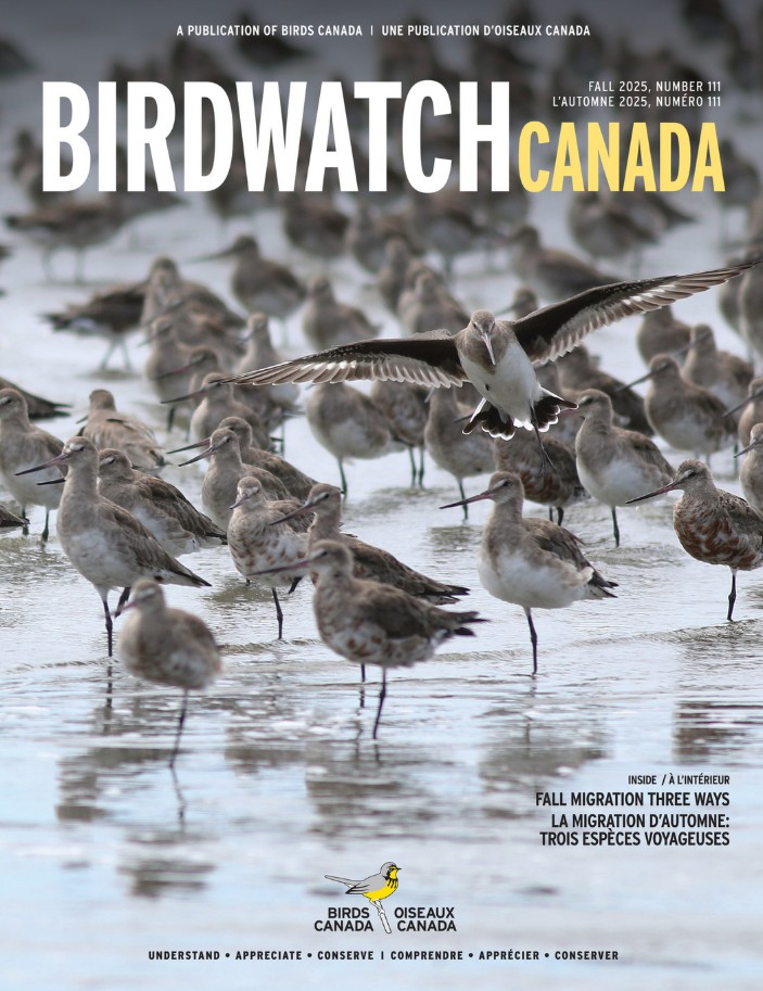 The fall 2020 cover of BirdWatch Canada. The cover features a singing Marsh Wren clinging to a reed, with its tail lifted to the sky at an improbable angle