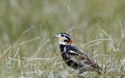 A Year of Impact: The State of Canada’s Birds in Action