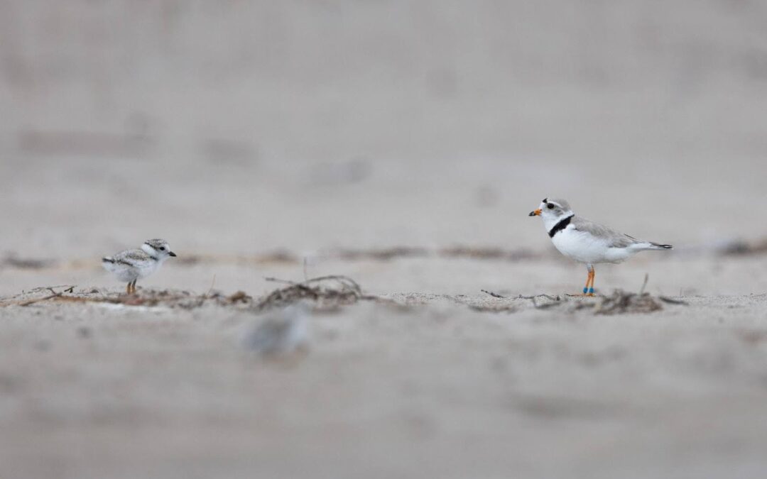Science in the Sand: How we protect Ontario’s Piping Plovers
