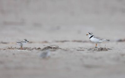 Science in the Sand: How we protect Ontario’s Piping Plovers