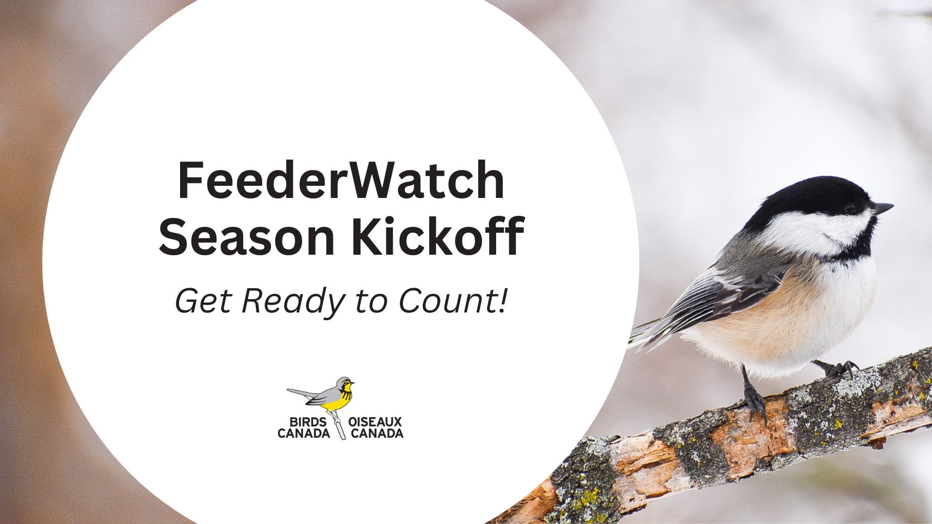 Zoom Covers for Webinars