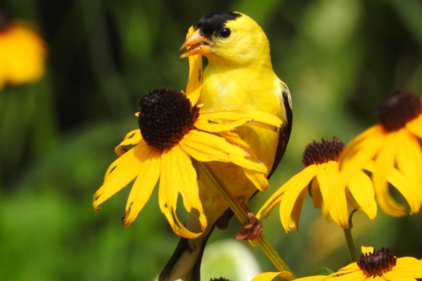 american-goldfinch_Ellen-Tommasi (1).jpg
