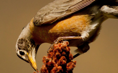 The Bird Host’s Handbook: Fall Tips for Your Yard