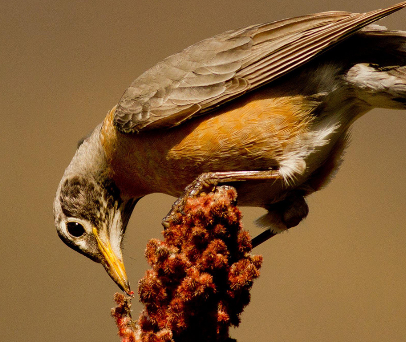 The Bird Host’s Handbook: Fall Tips for Your Yard