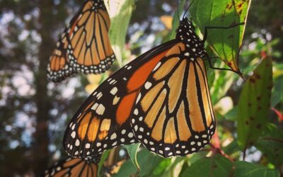 Tracking Monarch Butterflies from Long Point to Mexico with New Motus Technology