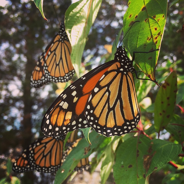 Tracking Monarch Butterflies from Long Point to Mexico with New Motus Technology