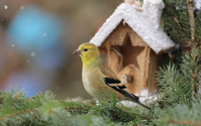Bird Conservation Gift Guide: Gifts That Give Back