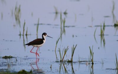 On the Map: Saskatchewan’s First Breeding Bird Atlas is Released