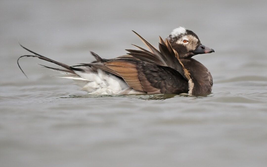 25-Year Trends of Coastal Waterbirds in British Columbia