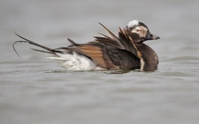 25-Year Trends of Coastal Waterbirds in British Columbia