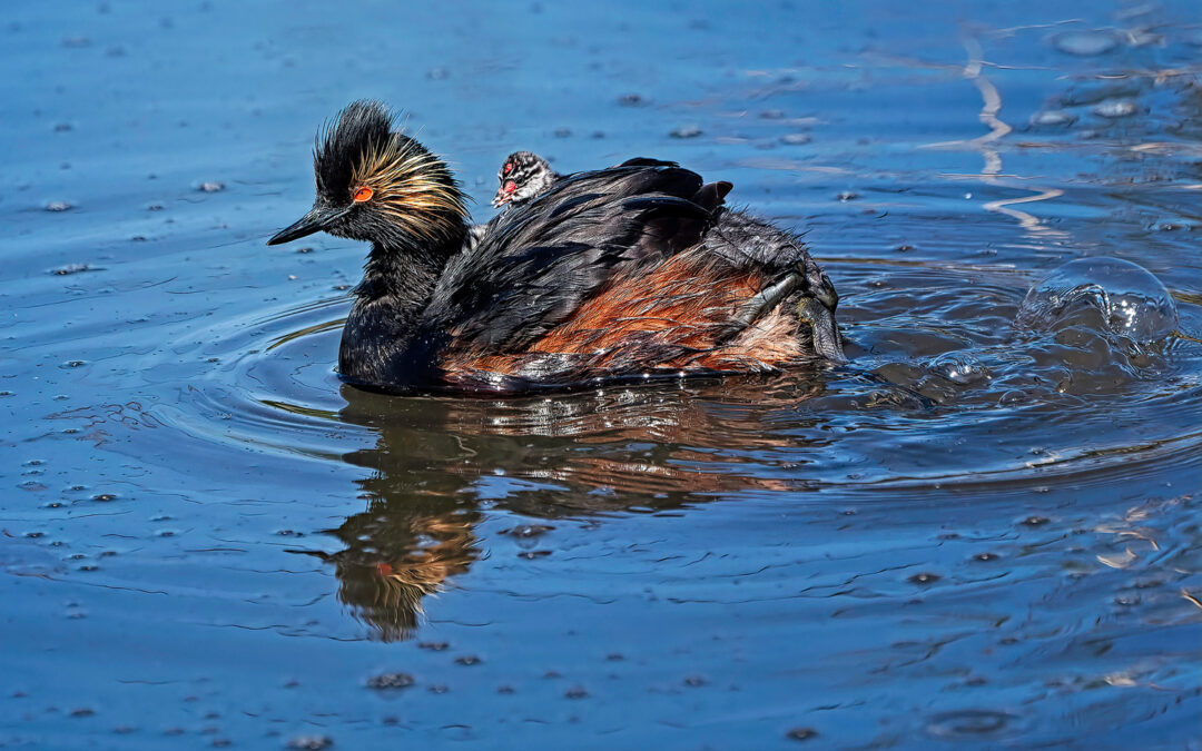 Road-tripping to some of Canada’s southwest Key Biodiversity Areas
