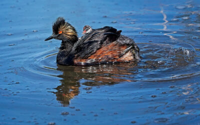 Road-tripping to some of Canada’s southwest Key Biodiversity Areas