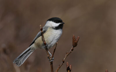 Job Posting – Mobile Application Developer