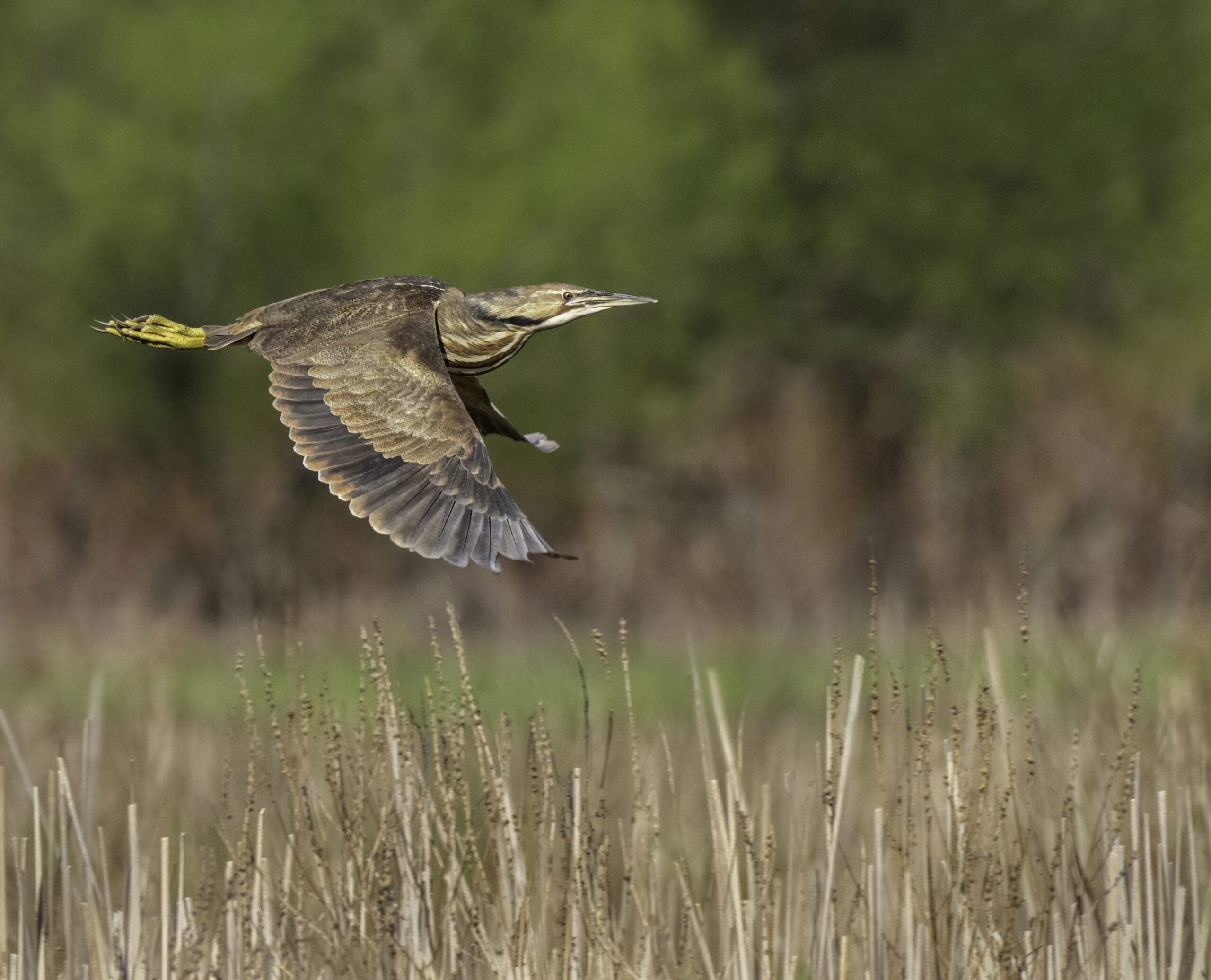MarshWatch Newfoundland and Labrador - Birds Canada | Oiseaux Canada