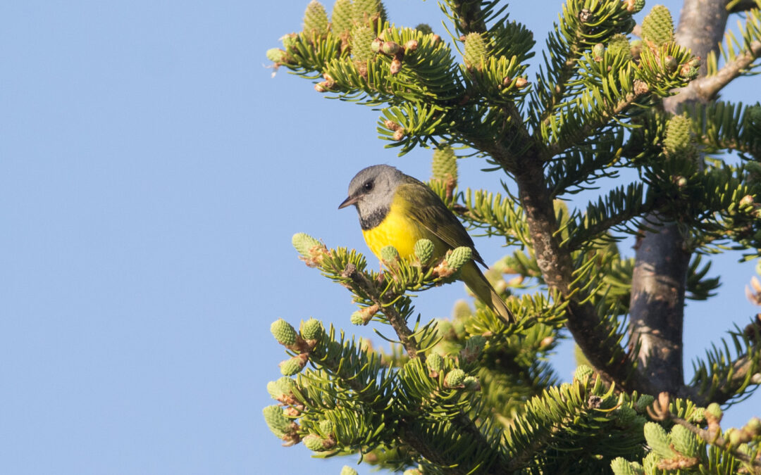 The Great Backyard Bird Count: Extend the Season of Love to Birds