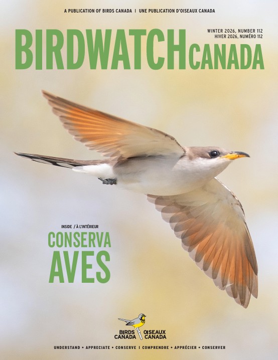 The fall 2020 cover of BirdWatch Canada. The cover features a singing Marsh Wren clinging to a reed, with its tail lifted to the sky at an improbable angle