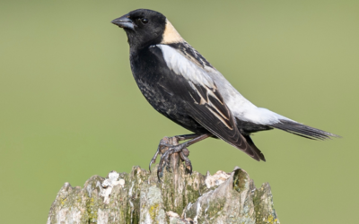 Recent risk assessment updates for bird species in Canada