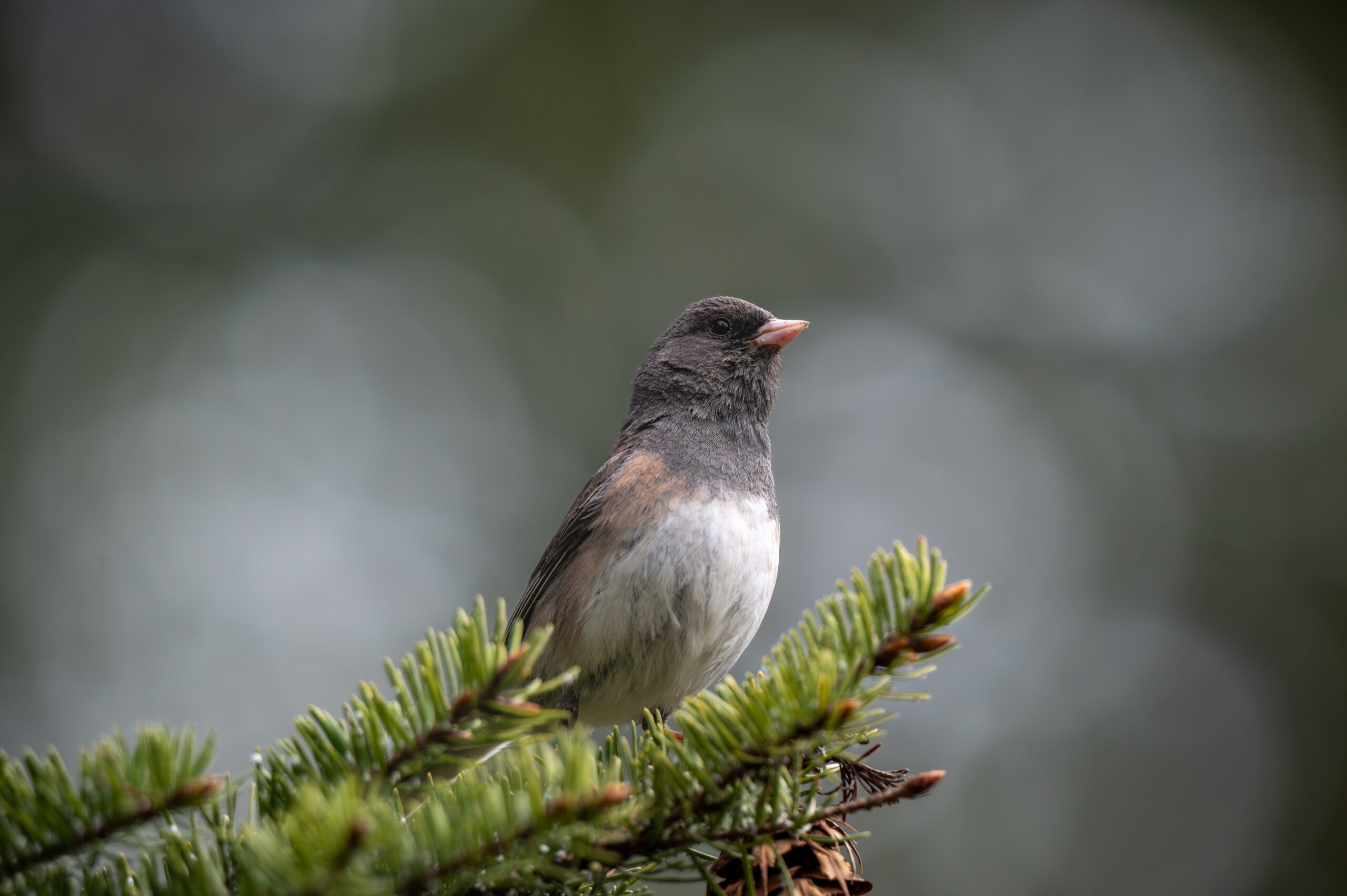 Dark-eyed Junco perched on an evergreen branch.