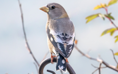 Evening Grosbeak – Birds Canada’s 2026 Avian Ambassador