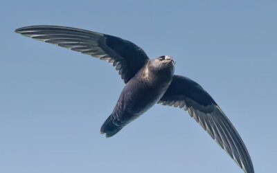 Delivering Strong Science: Our First Science in Action Report