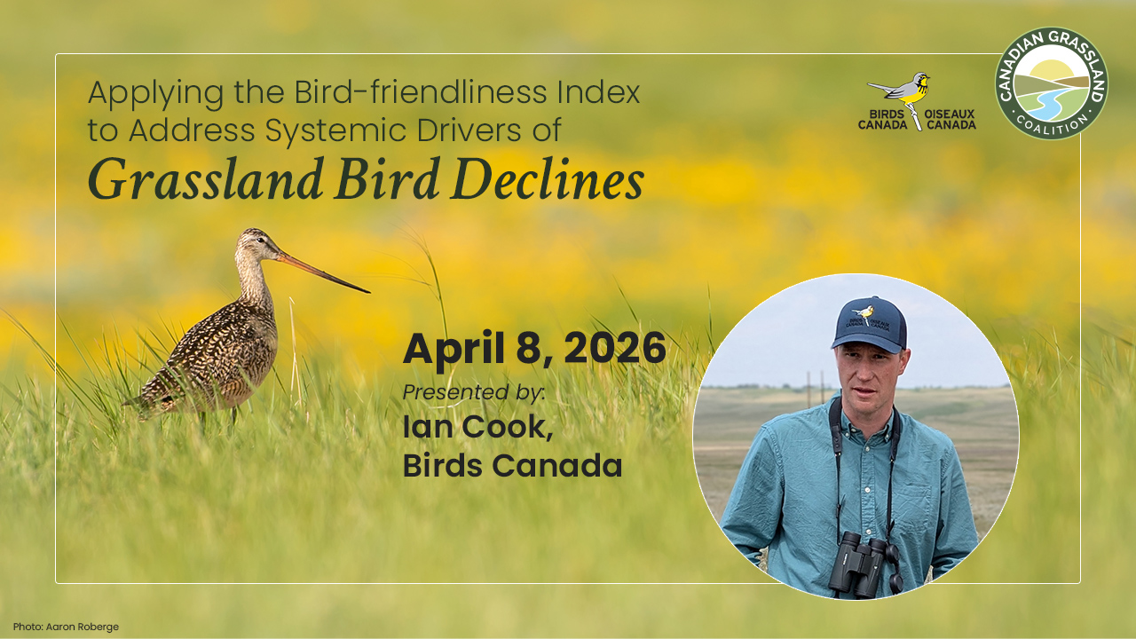 3_BirdsCanada_banner_1280x720