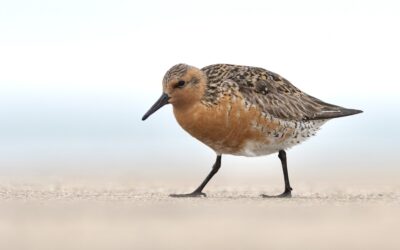 Birds Canada Welcomes Significant Investments in Nature Conservation by the Prime Minister