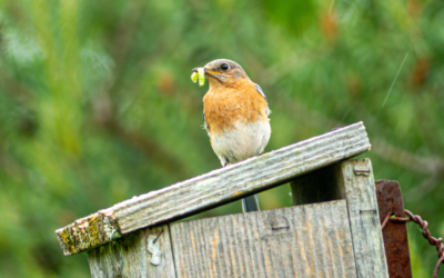 Birdathon: Funding community projects that help birds 