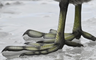 From toes to talons: a feet-first dive into wetland adaptations