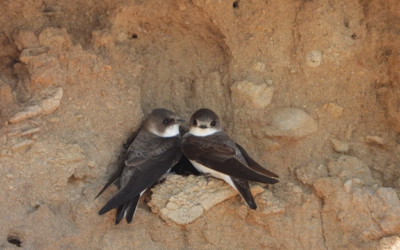 Science in the Sand: How we Protect Bank Swallows in Atlantic Canada