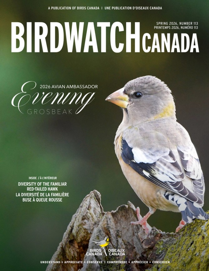 The fall 2020 cover of BirdWatch Canada. The cover features a singing Marsh Wren clinging to a reed, with its tail lifted to the sky at an improbable angle