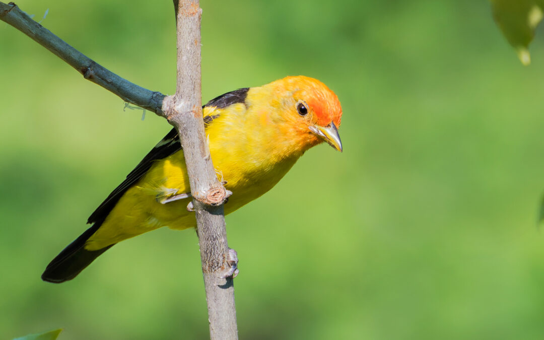 LSLBO 29th Annual Songbird Festival